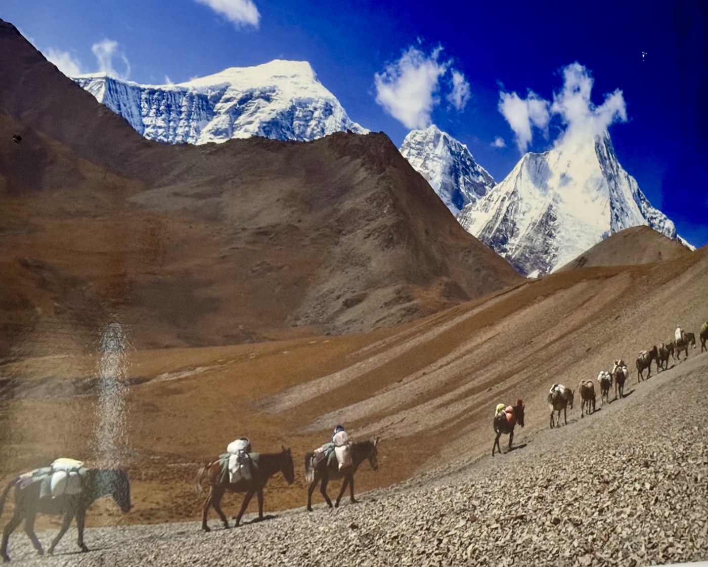 Pack animals moving through a dry Himalayan mountain valley